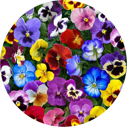 Pansies Non-Slip Silicone Jar Opener